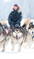 Dog sledding